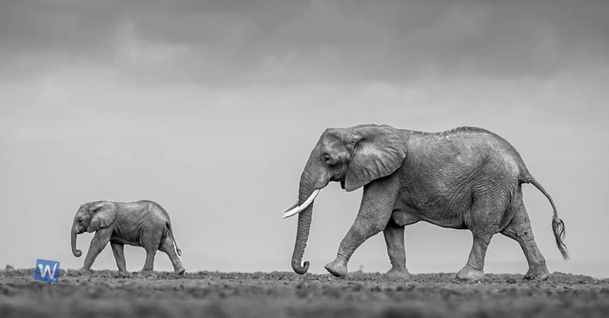 Planning Your First Safari